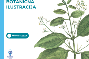 Botanična ilustracija